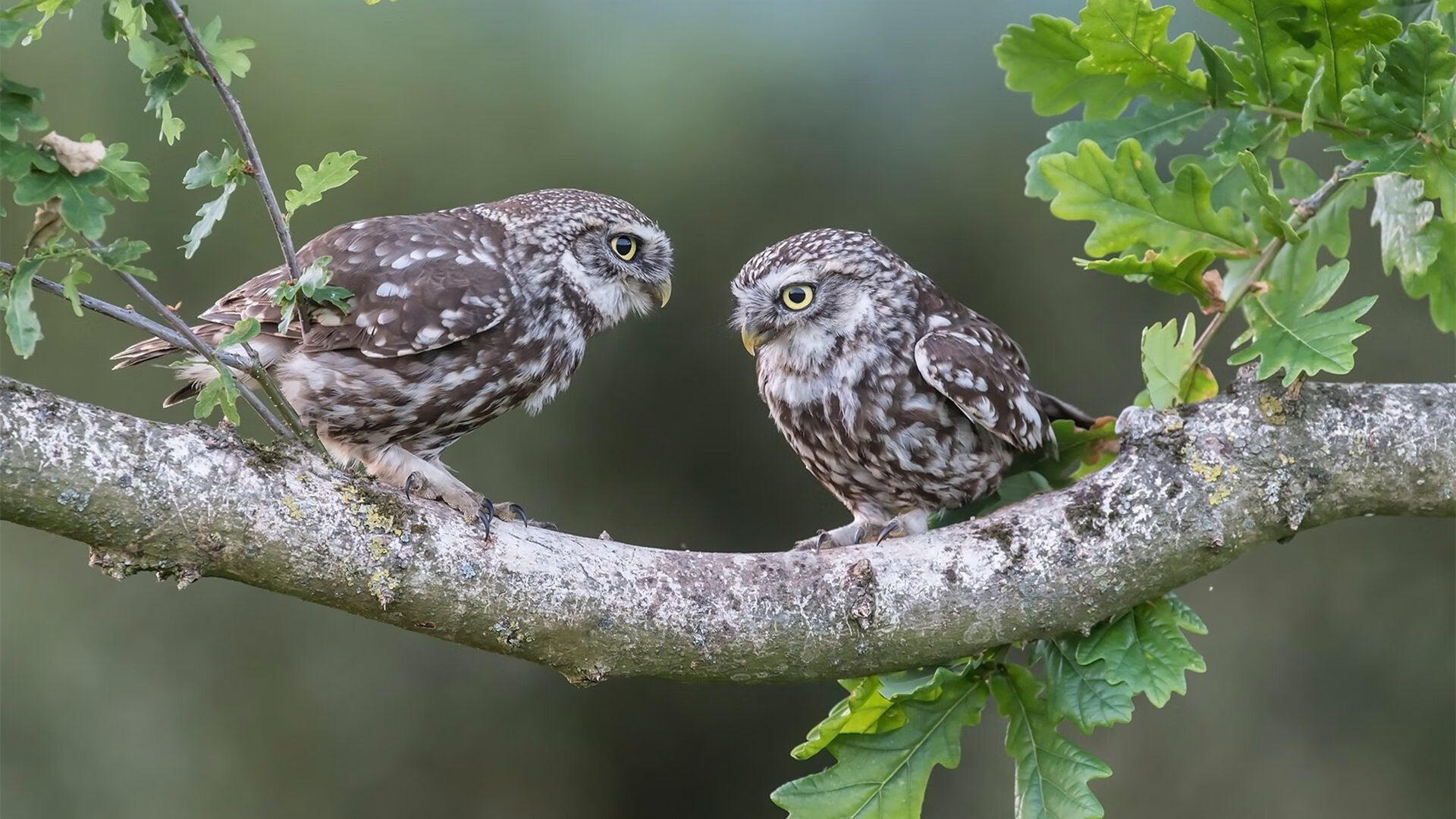 九游app官网下载-_体育迷超级粉丝节：互动体验让你嗨翻天_，体育宠粉季